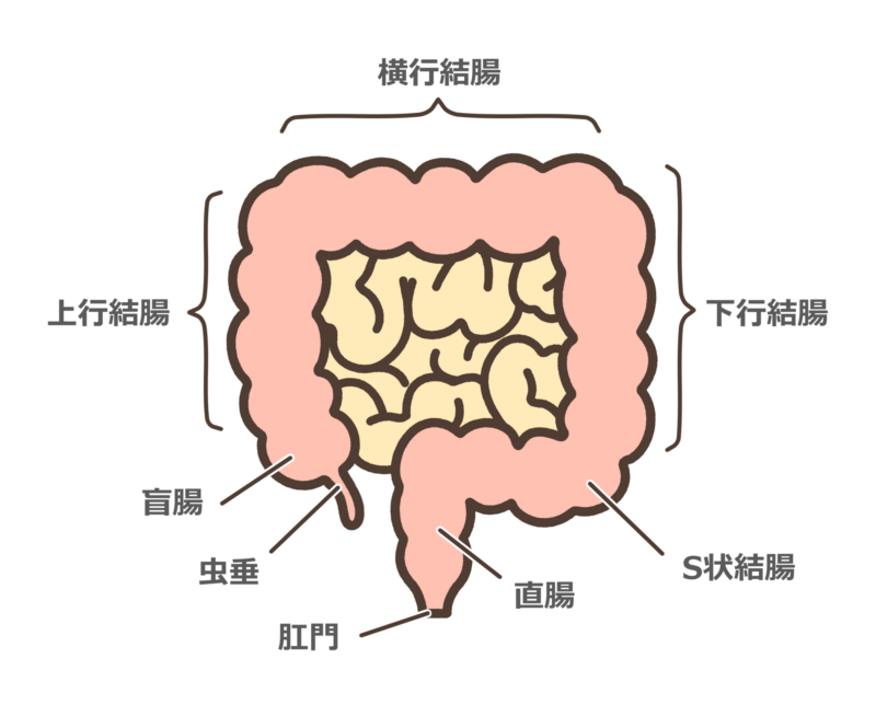大腸について