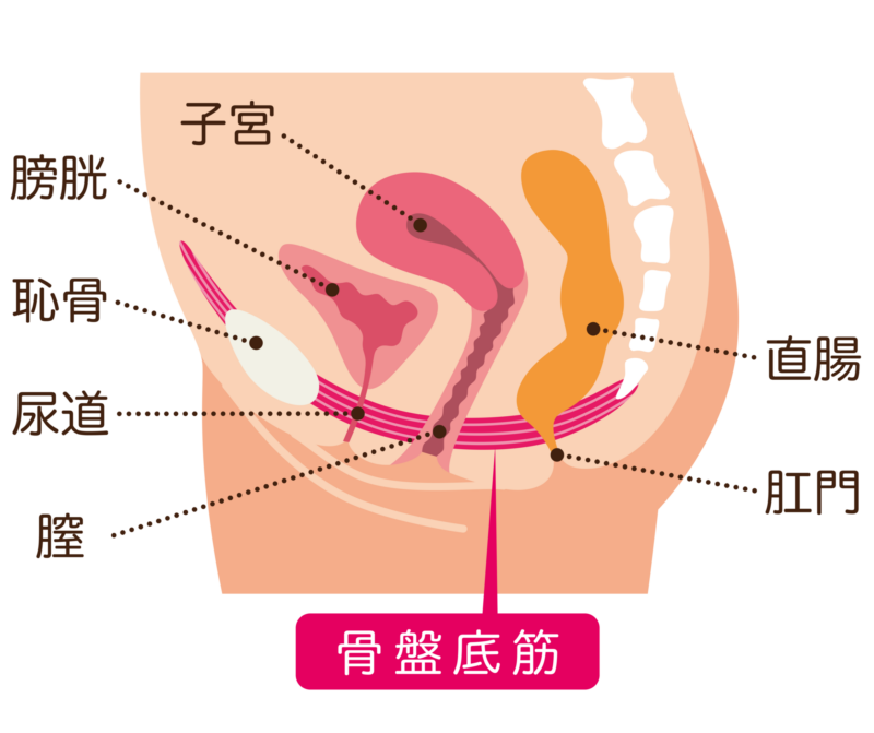 骨盤底筋